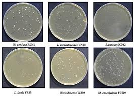 bacterial strains isolated from food waste