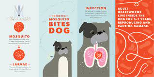 heartworms in dogs symptoms treatment