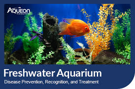 freshwater aquarium disease prevention