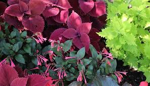 Vinca (catharanthus roseus) is one annual that performs well in some shade. Dirt On Gardening Page 2 Of 7 Hobby Farms