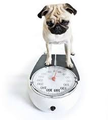 Dog Breed Weight Chart Below Is A Guide To Help You