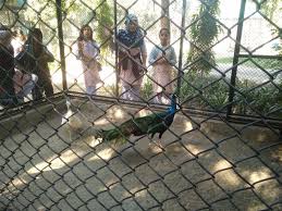 Chidiya Ghar Ki Sair Essay In Urdu Zoo A Visit To Zoo Essay In     Google Play