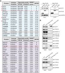 molecular comparison of human kti12
