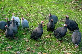 Parrot paradise 118.055 views2 year ago. Living On Earth Guinea Fowl And Tick Control