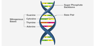 test dna structure and function quiz