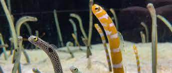 garden eel fish facts az s