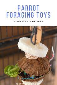 parrot foraging toys 5 3 diy