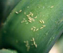 Les thrips envahissent ma plante d'intérieur — La Résidence