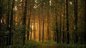 Image result for forest pictures