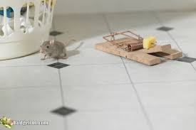 20 ways to get rid of mice homemade