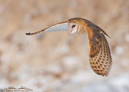 barn owls and their many nicknames