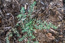 33 lawn and garden weeds how to