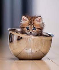 International cat day is a day dedicated to the awareness of cats and finding out ways we can help protect them. 21 Pictures Of Cats Looking Cute In Cups Kittens Cutest Cute Cats Cats And Kittens
