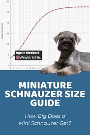 miniature schnauzer archives puppy