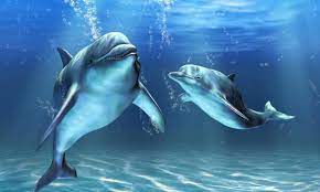 dolphins live wallpaper apk for android
