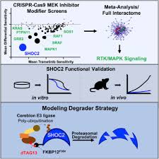 Synthetic Lethal Interaction Of Shoc2 Depletion With Mek