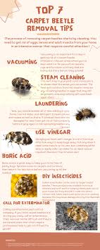 types of carpet beetles in the uk bon