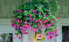 Best Plants For Hanging Baskets The