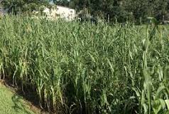 Is millet a good cover crop?