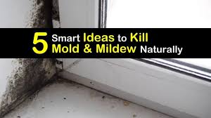ways to kill mold
