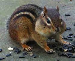 Trapping Chipmunks For Fun And Profit