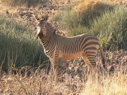So where do zebras live in the wild? Mountain Zebra Facts Diet Habitat Information