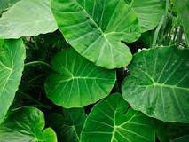 Are taro leaves high in carbs?