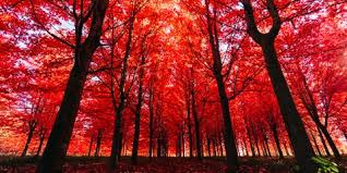 23 Amazing Photos Of Autumn Leaves - Fall Photos