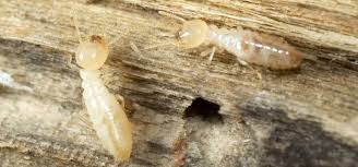 drywood termites vs subterranean termites