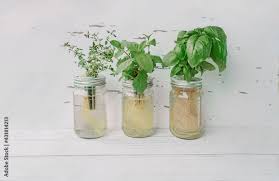 Hydroponics Gardening Kratky Glass Jars