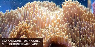 sea anemone toxin could end chronic