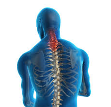 Learn about back anatomy with free interactive flashcards. Cervical Spine Anatomy Washington D C Upper Cervical Spine Surgery Chevy Chase
