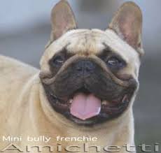 It is a vital requirement for them to be a carrier and have the dominant lilac gene. Petclube Filhotes Caes Bully Gatos Gigantes Criadores Ecologicamente Corretos Exotic Tricolor Choco Blue Lilac French Bulldog