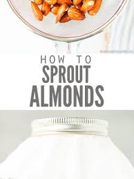 diy sprouting almonds giving your