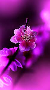 Wallpaper Of Flowers posted by ...