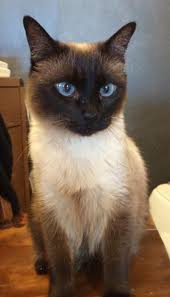 Since 2007 more than 2,300 cats have found new homes through cat adoption uk. Adopt Maximus On Petfinder Pretty Cats Cats Beautiful Cats