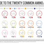 A Brief Guide To The Twenty Common Amino Acids Compound