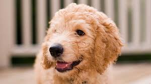 A cockapoo bred to a goldendoodle is considered a petite goldendoodle. Goldendoodle Price Temperament Life Span