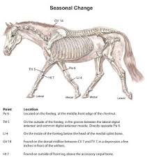 Acupressure Points For The Horse In Cold Weather