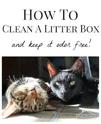 How To Clean A Litter Box And Keep It
