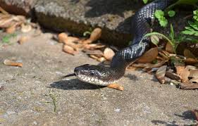 eliminating snakes in your yard the