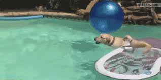 Favorite this post mar 6 frenchton puppy 10 Cutest Swimming Dog Gifs Found On Reddit Thetalko