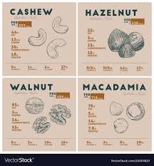 nut cashew hazelnue macadamia vector image