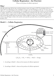Neither fermentation process shown above creates atp. Cellular Respiration An Overview Pdf Free Download