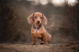 mini dachshund dog breed