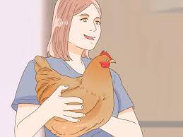 The chickens which are given as much food as they want, still work for food during training sessions because the treats are of high value to them. How To Tame A Chicken 10 Steps With Pictures Wikihow