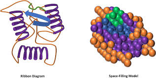 globular protein an overview