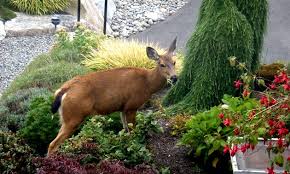 Deer Resistant Plants Avoiding Garden