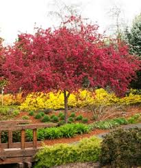 Best Tree Ideas For Small Gardens