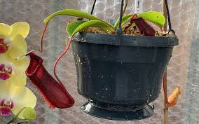Nepenthes Greenhouse